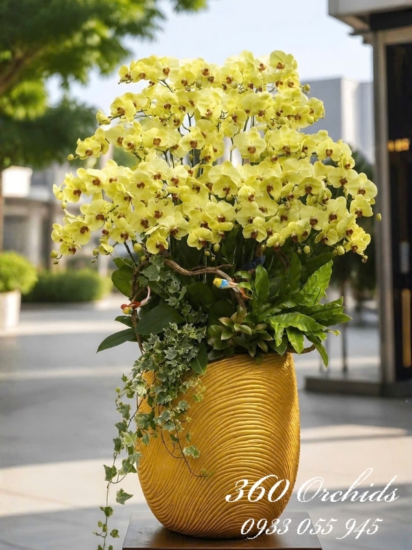 Chậu lan hồ điệp vàng - Rạng danh