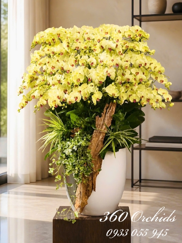Chậu lan hồ điệp vàng ghép lũa - Tinh hoa hội tụ