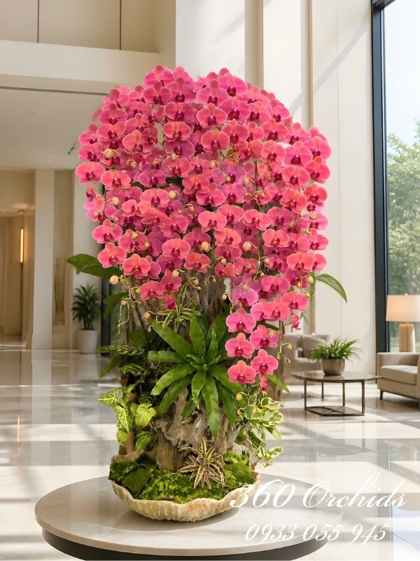 Lan hồ điệp ghép gỗ lũa - Khí chất uy nghi