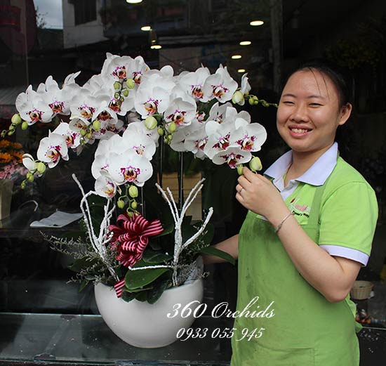 Hoa lan hồ tại shop hoa thành phố