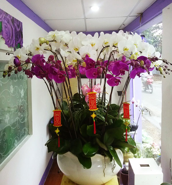 Lan hồ điệp giá rẻ chất lượng trên thị trường hoa lan tại Tphcm