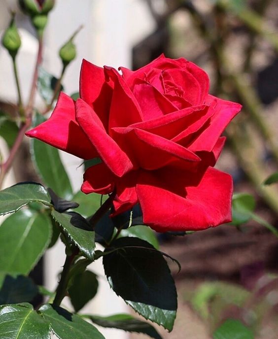 Hoa hồng thuộc nhóm cây thân gỗ bụi thấp