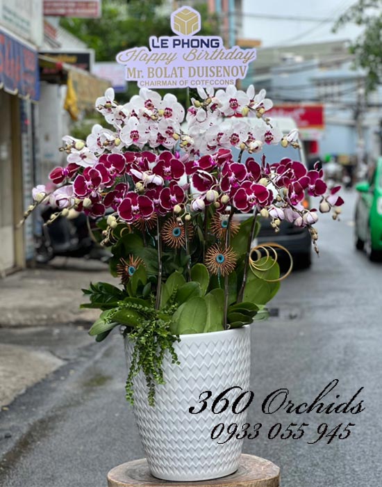 Phương pháp chọn hoa lan hồ điệp tại shop hoa đường Bàn Cờ